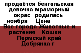 продаётся бенгальская девочка(мраморный окрас).родилась 5ноября, › Цена ­ 8 000 - Все города Животные и растения » Кошки   . Пермский край,Добрянка г.